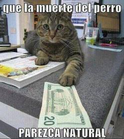 MY PETS