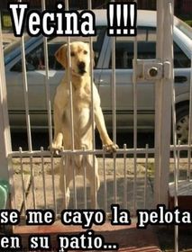 MY NEIGHBOR