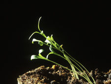 Control in plants