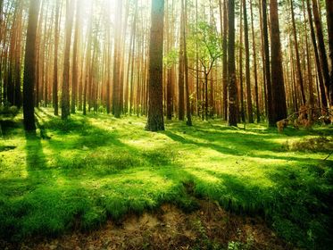- Opciones del Cuidado Ambiental -