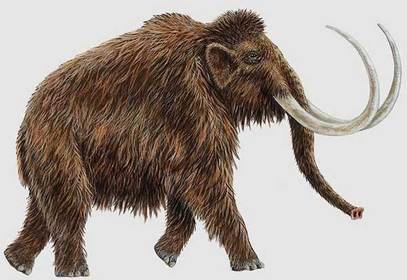 El mamut lanudo.