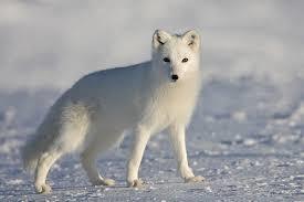 Zorro polar