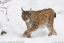 Lince