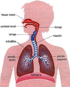 Sistema Respiratório. Parte 2