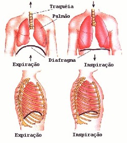 Sistema Respiratório. Parte 4,1