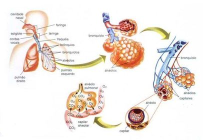 Sistema Respiratório. Parte 5