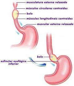 Sistema Digestório.Parte 5