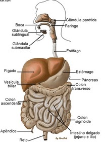 Sistema Digestório.Parte 6