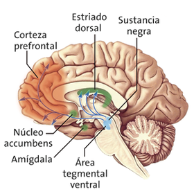 Estructuras nerviosas