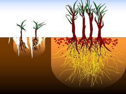 Micorrizas y Biofertilizantes
