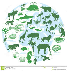 Clase:estudiando la biodiversidad animal