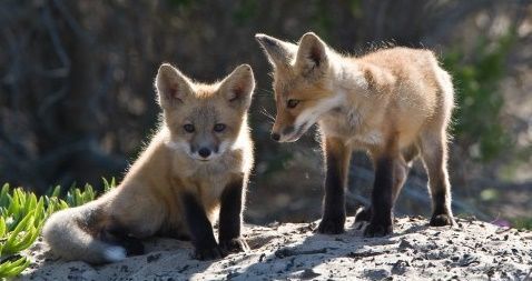 Clase:estudiando la biodiversidad animal