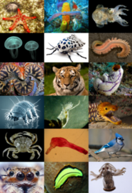Clase: Introducción a la Biología Animal