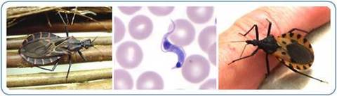MAL DE CHAGAS: Prevención y Control