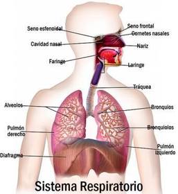 El Sistema Respiratorio