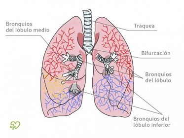 1) LOS PULMONES