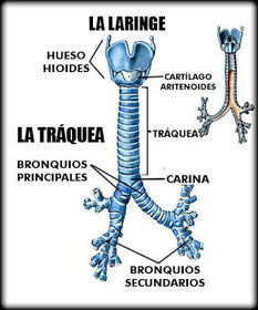 4) LA TRÁQUEA: