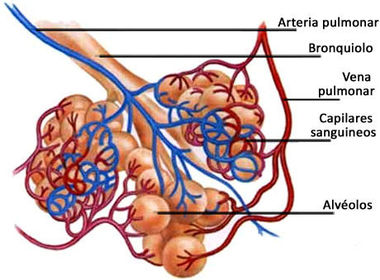 6) ALVEOLOS PULMONARES
