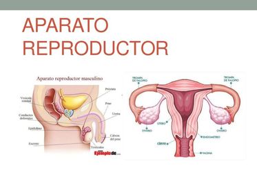 Sistema reproductor