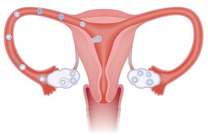 Aparato reproductor femenino