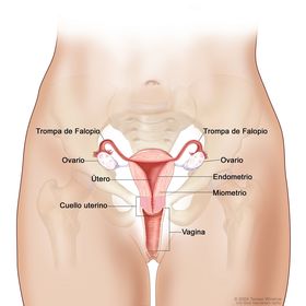 Aparato reproductor femenino