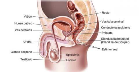 Aparato Reproductor Masculino
