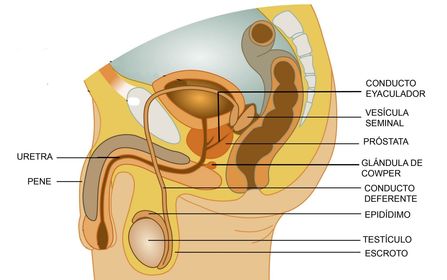 Aparato Reproductor Masculino