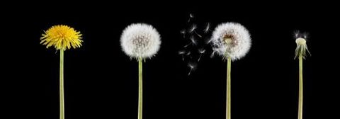 Ciclo de Vida del Empleado