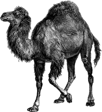 Perl