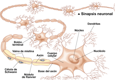 La Neurona