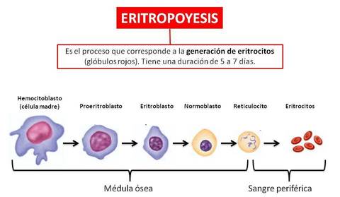 Morfología normal y anormalidades de células sanguíneas