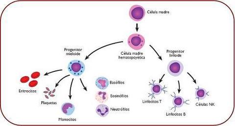leucopoyesis