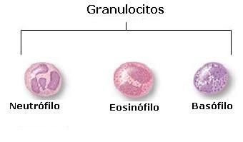 GRANULOCITOS/POLIMORFONUCLEARES