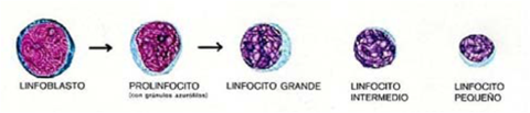 MADURACIÓN DE LINFOCITOS