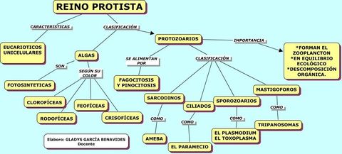 REINO PROTISTO