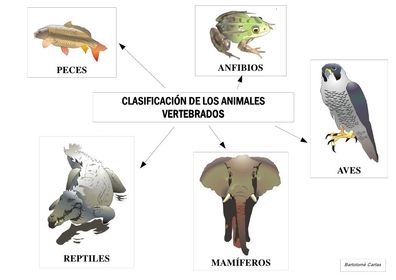 ANIMALES VERTEBRADOS