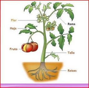 REINO VEGETAL