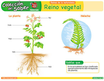 REINO VEGETAL