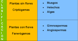 CLASIFICACIÓN DEL REINO DE LAS PLANTAS