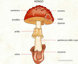 EL REINO FUNGI O DE LOS HONGOS