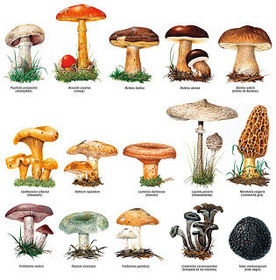 EL REINO FUNGI O DE LOS HONGOS