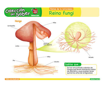 EL REINO FUNGI O DE LOS HONGOS