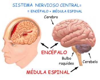 Neurociencias