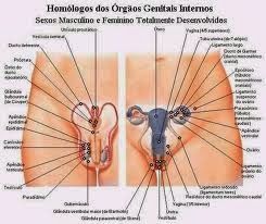Gônadas (Ovários e Testículos)