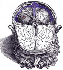 Frühe Neuroanatomie