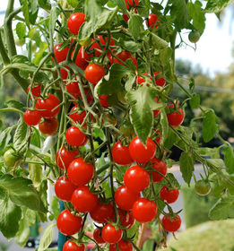 Plantas a cultivar