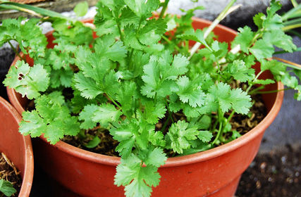 Plantas a cultivar