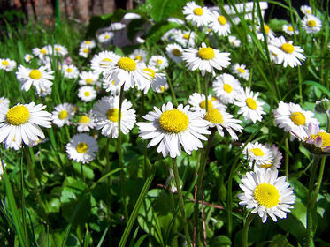 Plantas a cultivar