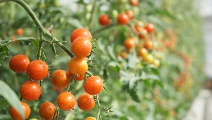 Características del Tomate Cherry