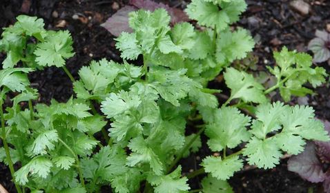 Características del Cilantro